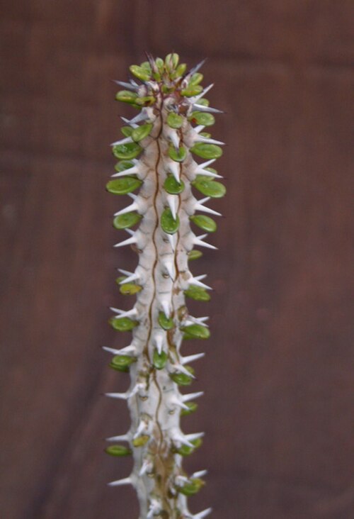 Alluaudia procera