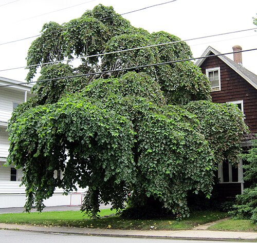 メンテナンスされていないキャンパーダウンエルム、ガードナー MA 01440