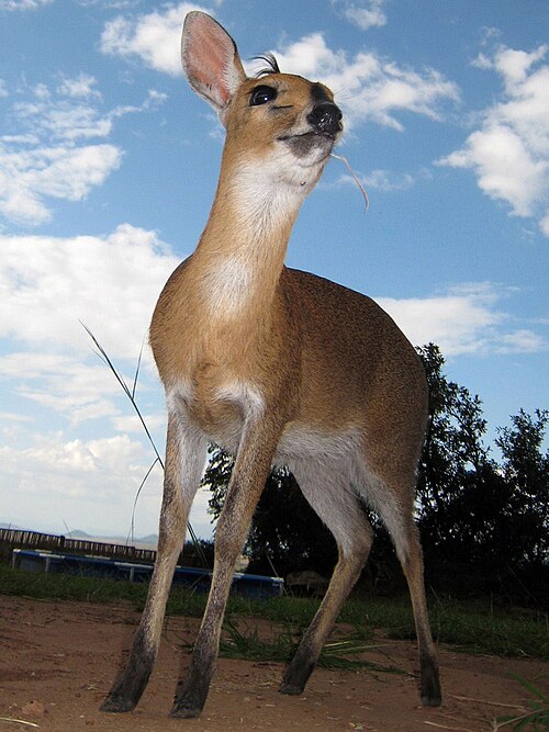 若い雄、キデポバレー国立公園、ウガンダ