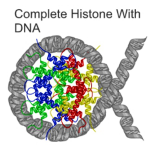 A DNA double strand wrapped around a core of histone proteins