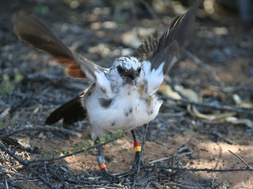 シロクロヤブチメドリの雛は、餌を探している成鳥と短期間だけ関係を築き、後をついて行って餌をねだる。雛は時折、成鳥に近づく権利をめぐって兄弟姉妹と争うこともある。