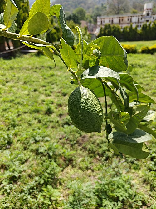 ウッタラカンド州で栽培されているシトロン