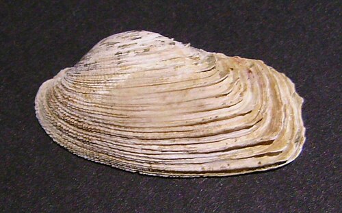 ニュージーランドのIrus elegans