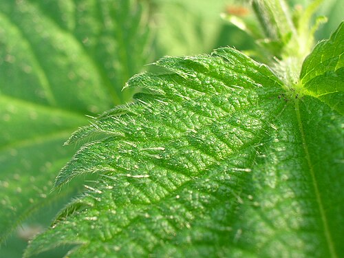 イラクサ（Urtica dioica）の刺毛