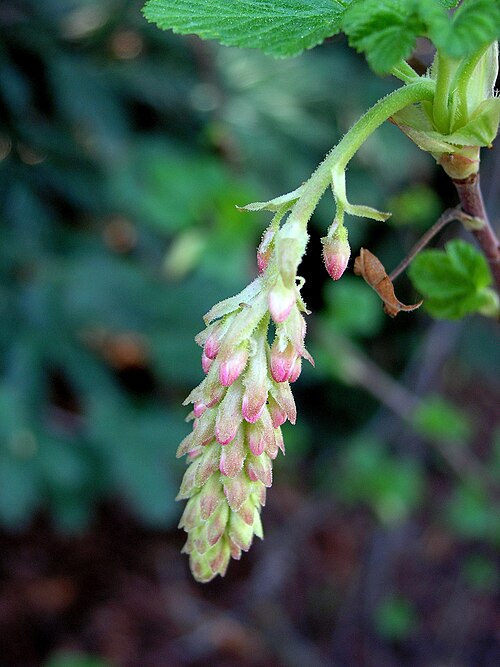 R. Sanguineum var. の春の芽グルチノーム