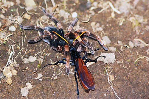 タランチュラホークワスプがタランチュラMegaphobema mesomelasを巣穴まで引きずっているところ。このハチはどんなハチよりも刺されると最も痛い[13]。
