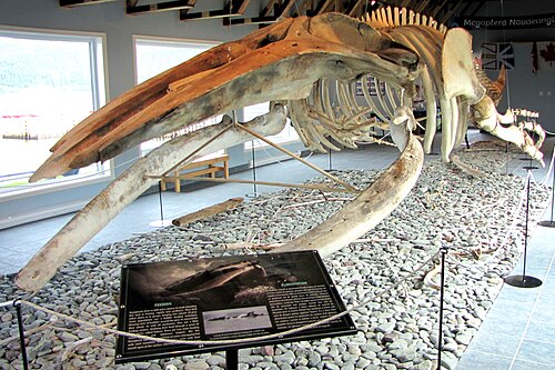 顎が二つに分かれたザトウクジラの骨格