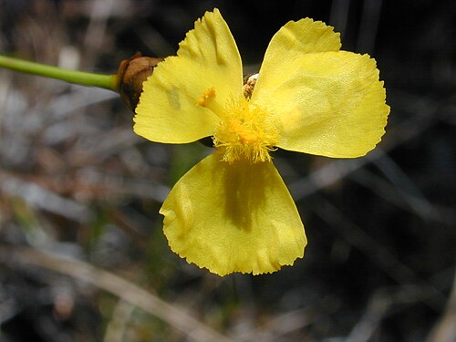 Xyris deplanataの花