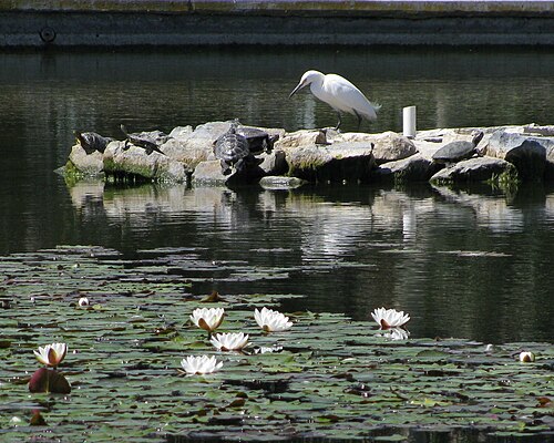 池のカメとシロサギ