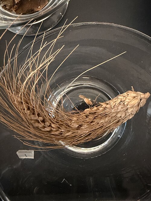 エンマー小麦の穂、エジプト、紀元前2000年～1500年
