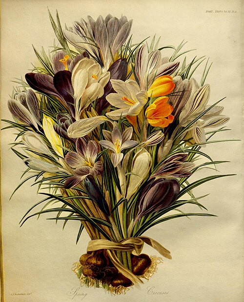 1830年製の19種類のクロッカスの花束