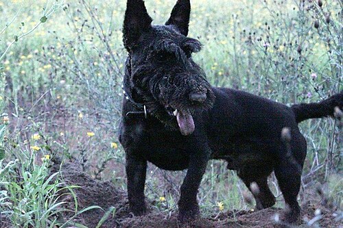 黒いスコティッシュ・テリア。犬種特有の眉毛とあごひげがあるが、犬種特有のスカート状の毛並みはない。体毛は短く、地面を掘ったため顔に土が付いている。口は開いている。