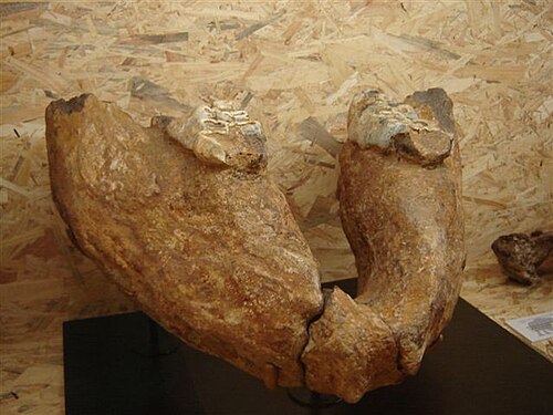 絶滅したゾウの仲間であるアナンクスの顎