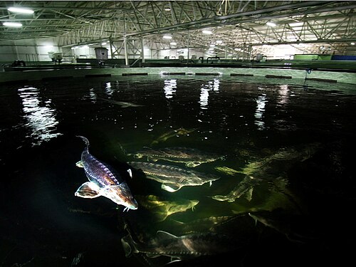 チョウザメ養殖場