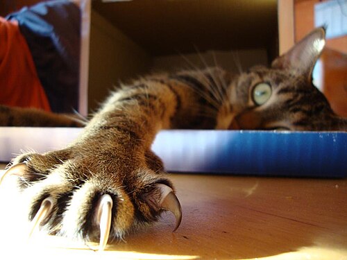 爪を伸ばした猫の足のクローズアップ写真
