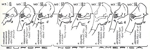 長く曲がった牙を持つマンモスの骨格