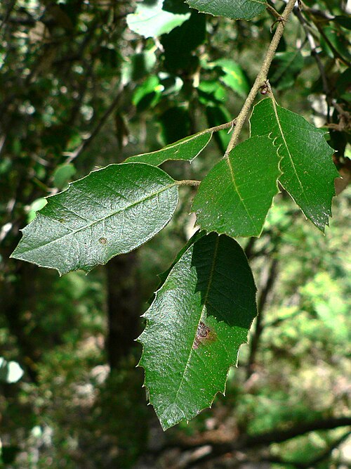 棘のあるQuercus chrysolepisの葉