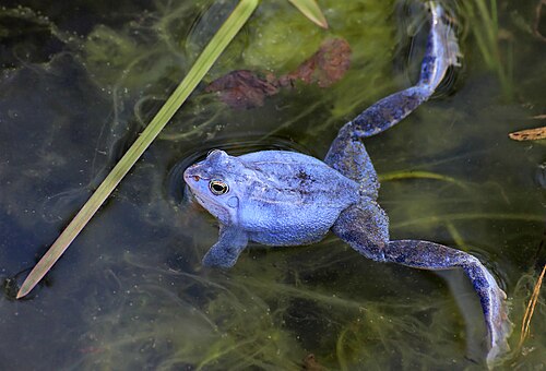オスのヌマガエルは、メスに対して自分の健康状態を示すために青色に変化する。