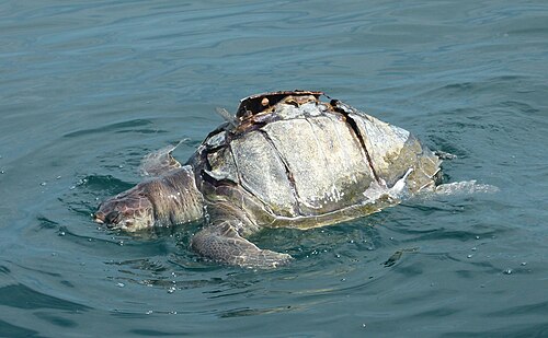 アラビア海に漂流、おそらくボートのプロペラに巻き込まれて死亡した