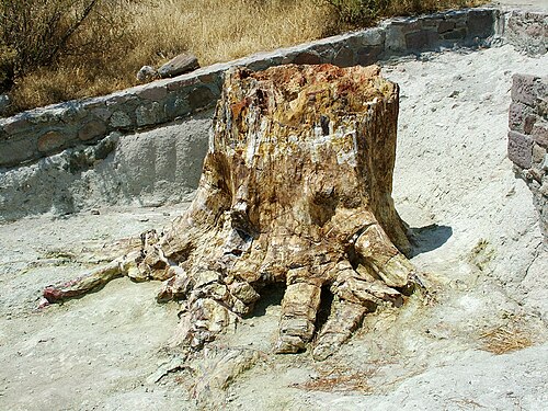 針葉樹の幹の基部と根、前期中新世、ギリシャ、レスボス島