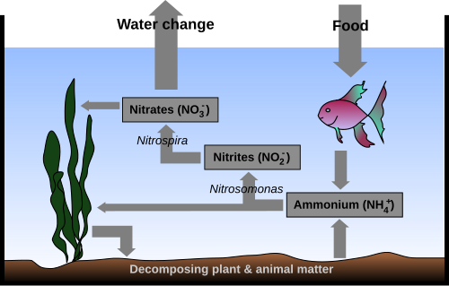 海の断面を示す図。底には「分解する植物と動物の物質」というラベルが付いています。矢印は海藻から底を指しています。別の矢印は、アンモニウム (NH+ 4) というラベルが付いた長方形を指しています。ニトロソモナスというラベルが付いた双方向の矢印は、海藻を指し、亜硝酸塩 (NO− 2) というラベルが付いた別の長方形も指しています。ニトロスピラというラベルが付いた別の矢印は、硝酸塩 (NO− 3) というラベルが付いた別の長方形を指しています。別の矢印は海藻を指しています。別の矢印は海面上の空気を指しており、水の変化というラベルが付いています。食物というラベルが付いた別の矢印は、空気から海面下の魚を指しています。最後の矢印は、アンモニウム (NH+ 4) というラベルが付いた長方形を指しています。