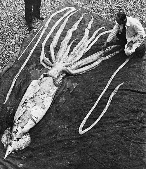巨大イカの死骸