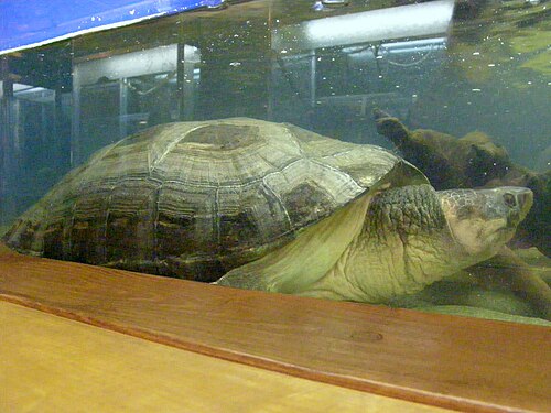 捕獲された水中