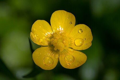 キンポウゲ（Ranunculus repens）