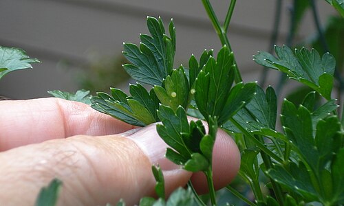 パセリの卵