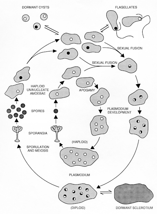 多頭粘菌（Physarum polycephalum）の生活環。外側の回路は、半数体のアメーバ期と二倍体の変形体期が交互に現れる自然な生活環を示しています。内側の回路は、完全な半数体である「無配生殖」の生活環を示しています。どちらの生活環にも、すべての発生段階が示されています。