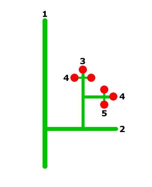 1 番の大きな枝と 2 番の二次枝を示す図。この二次枝から 3 番の三次枝、4 番の小さな枝が生まれ、そのうちの 1 つから 5 番の側枝が生まれます。3、4、5 番の枝の先端に花が咲きます。