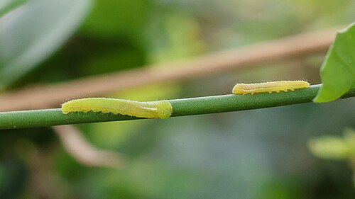 アラブ首長国連邦のSalvadora persicaに生息する小型のアラブサーモンの幼虫