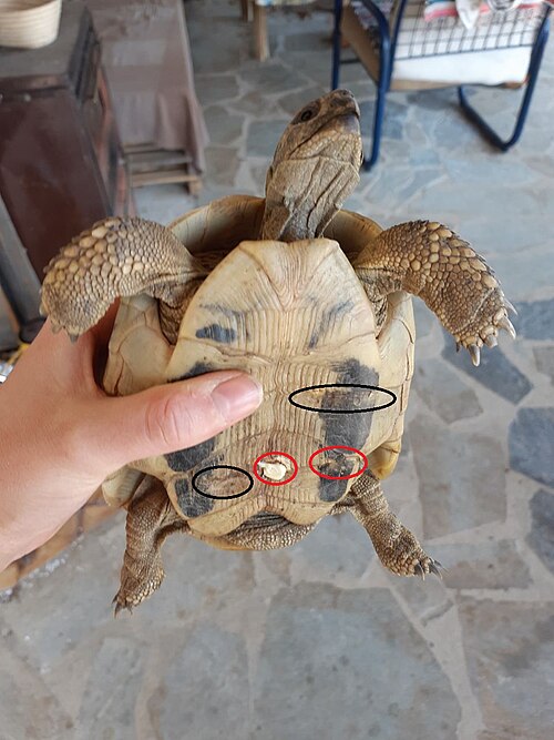 野生のオスのヘルマンリクガメの腹甲。甲羅腐病が進行している部分（赤丸で囲まれた部分）と、以前の甲羅腐病による傷跡（黒丸で囲まれた部分）が見られる。