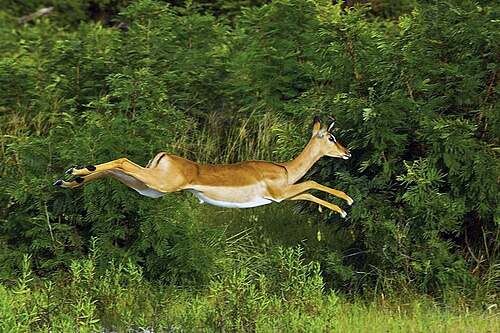 ジャンプ中の空中のインパラ
