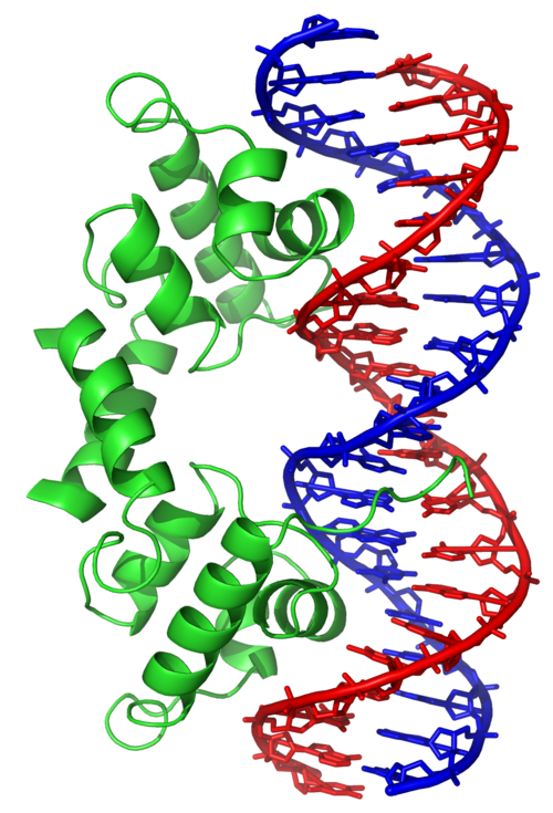 DNA に結合したラムダリプレッサー二量体のリボン図。