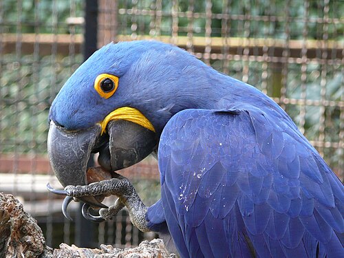 ヒオウギコンゴウインコ