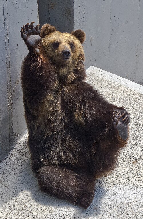 ウスリーヒグマ