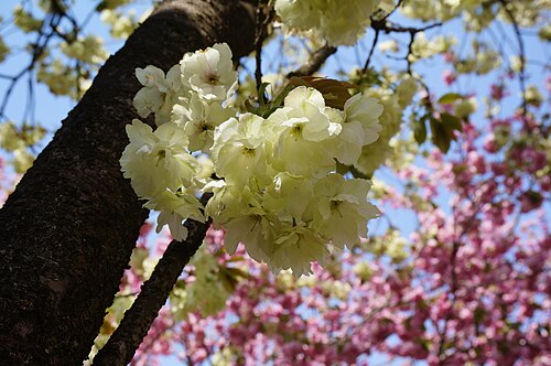 ''Prunus serrulata'' 'Grandiflora' A. Wagner (Ukon) [ja] 江戸時代に日本で開発された、珍しい黄色い花を咲かせる植物。英国庭園功労賞に選ばれた品種の一つ。