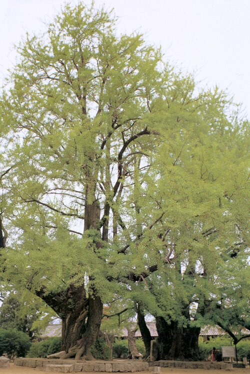 イチョウ 天然記念物 59 植樹年 1398年