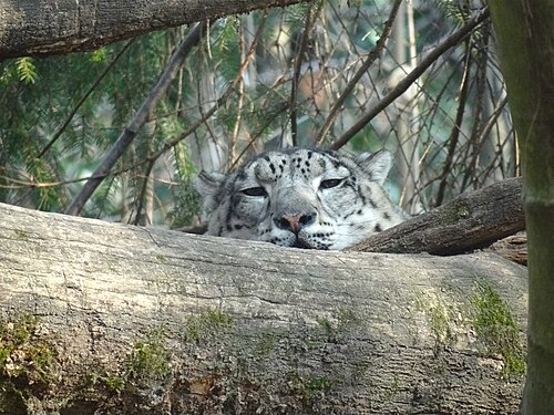 ユキヒョウ
