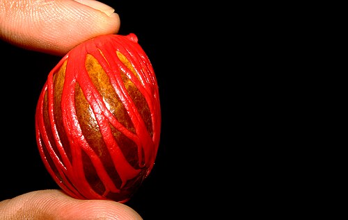 ナツメグの種子を包む仮種皮