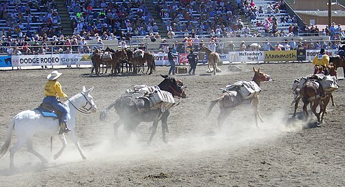 ビショップ・ミュール・デイズのパッカーズ・スクランブル・イベントの写真