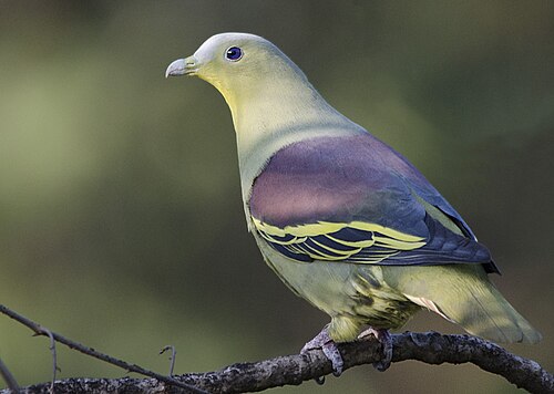 T. affinis（オス）
