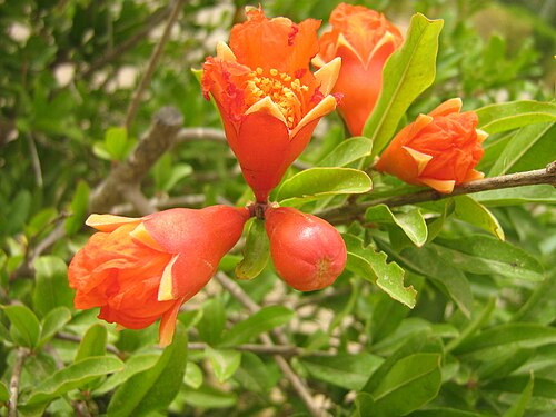 P. granatum の花