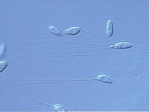 光学顕微鏡下で観察したアプラノキトリウム属（Aplanochytrium sp.）