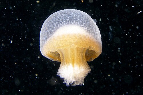 ゲシュウィンが描写し、撮影したバジンガ・リエキの画像