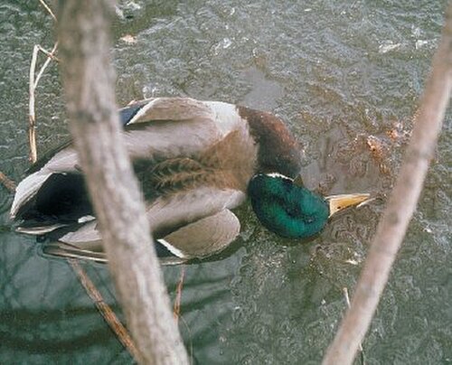 アヒル疫病で死につつあるマガモの鼻水から出た血のついた氷
