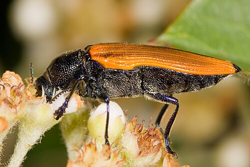 スウィフツクリーク（オーストラリア、ビクトリア州）で発見された正体不明の種