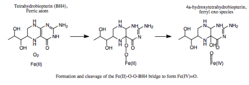Fe(II)-OO-BH4架橋の形成と切断。
