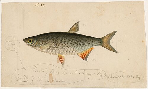 ジャック・ブルクハルトによる1837年のゴールデンシャイナーの水彩画。